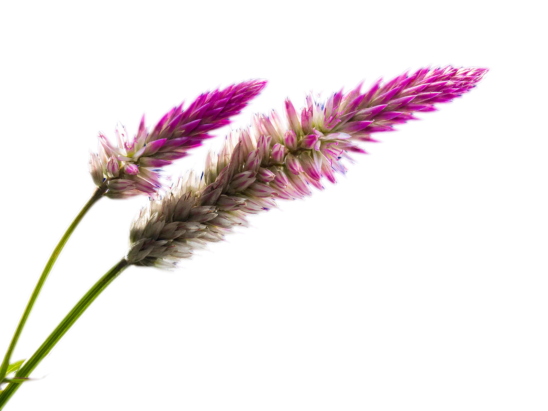 Angelic Adornments: The Perfect Gift for Loved Ones with a Touch of Sterling Magic