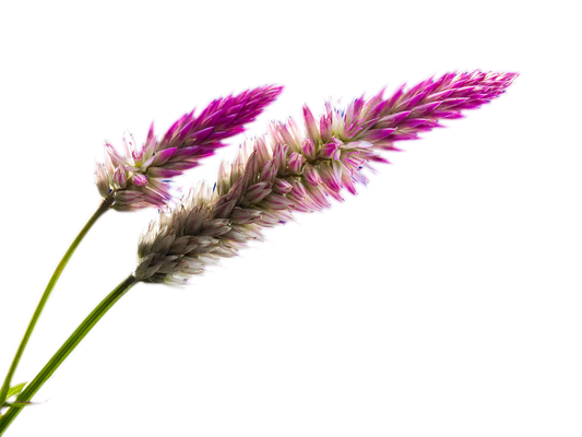 Angelic Adornments: The Perfect Gift for Loved Ones with a Touch of Sterling Magic